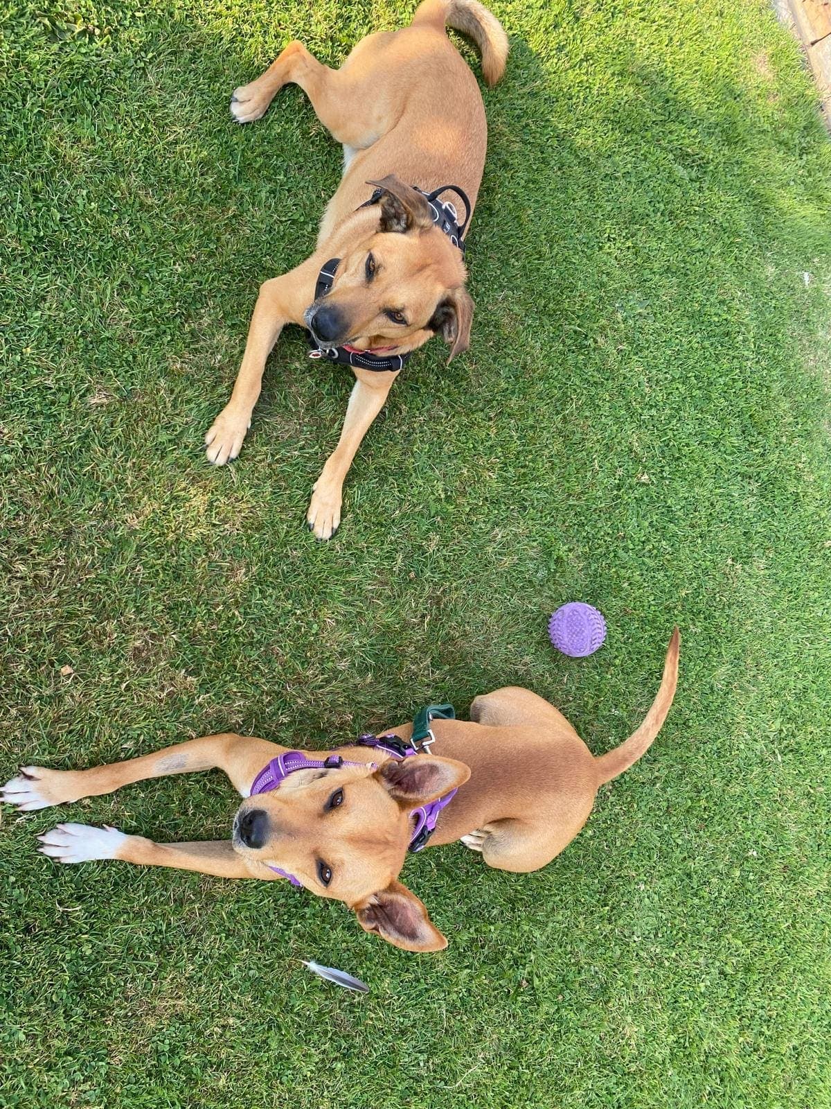 Chien allongé dans l'herbe, gardé par Anim'aux Domiciles
